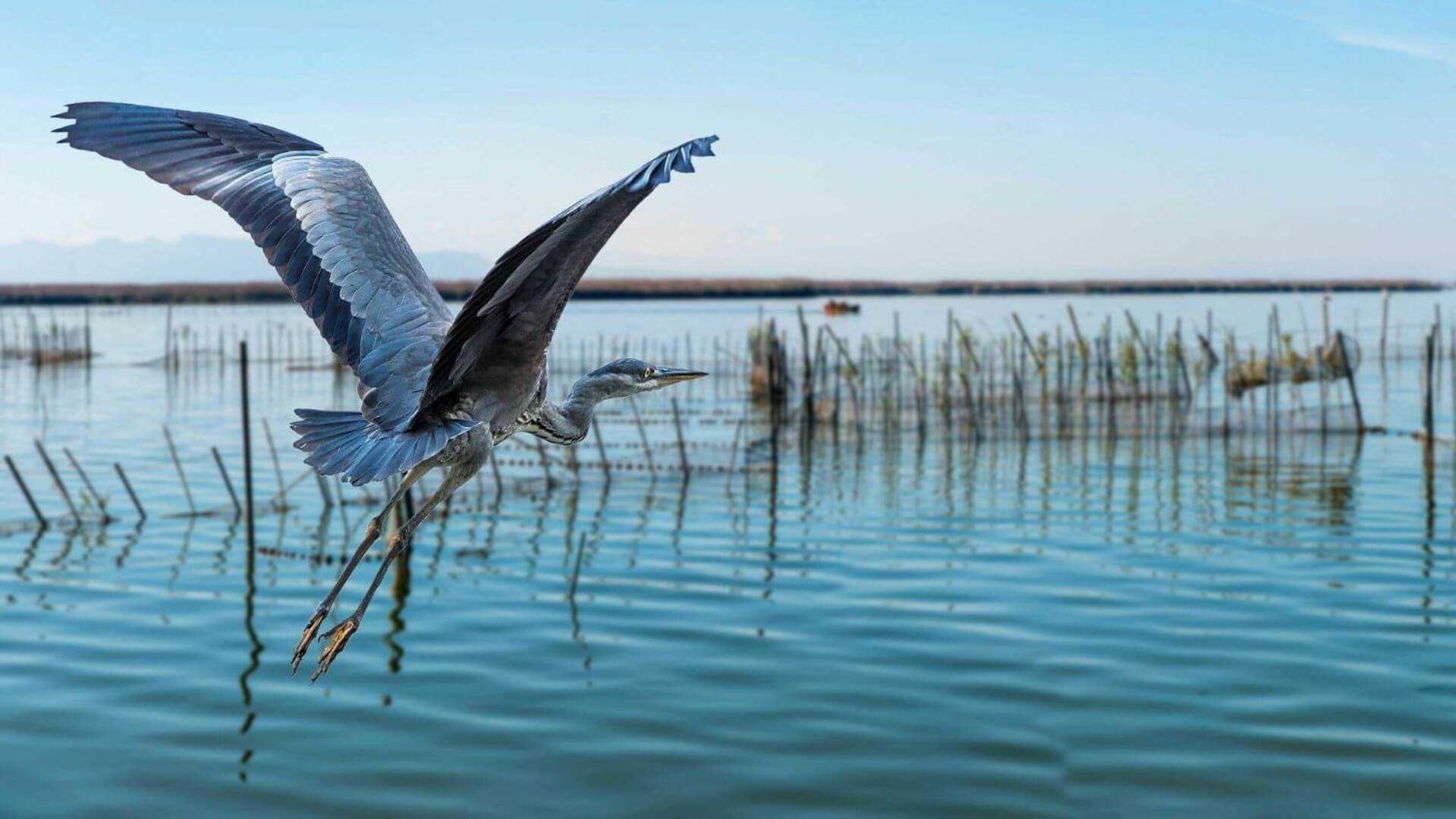 Albufera Dreams Nature Suites Valencia Ngoại thất bức ảnh